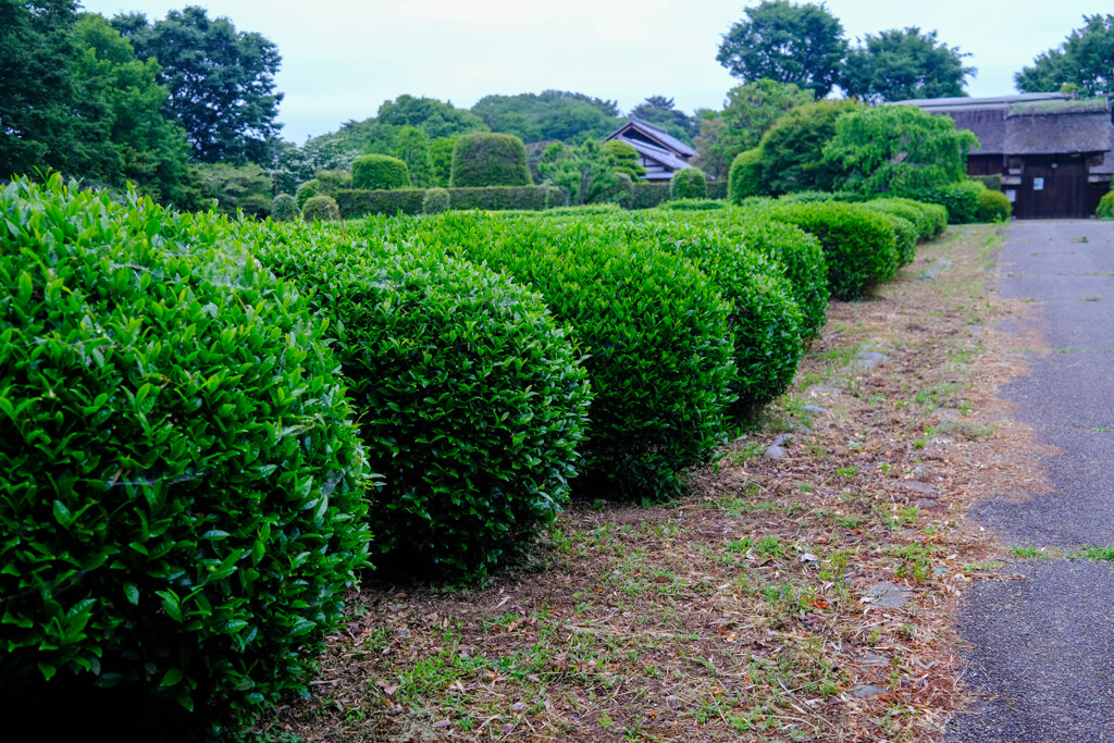 古民家の茶畑