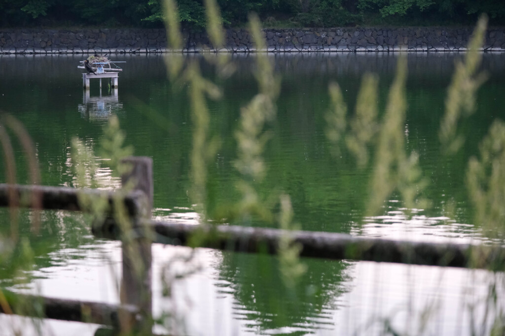 夜明けの湖畔