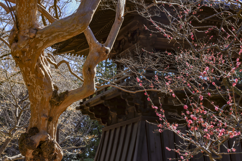 鑁阿寺Ⅲ