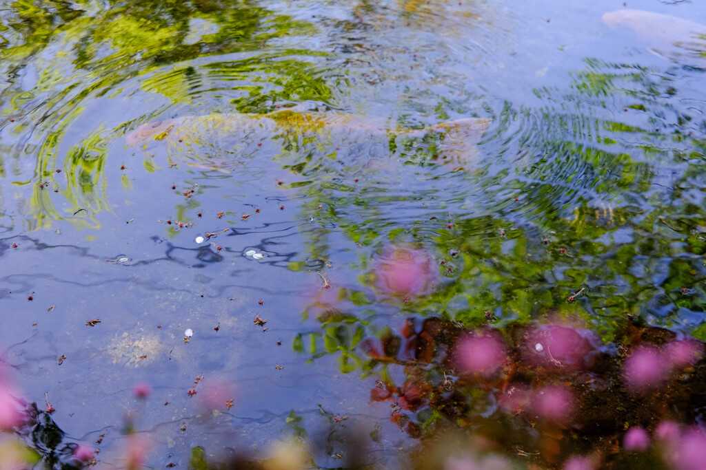 名水赤見池