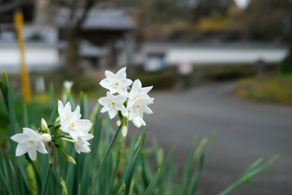 群馬 １００景　珊瑚寺