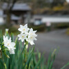 群馬 １００景　珊瑚寺