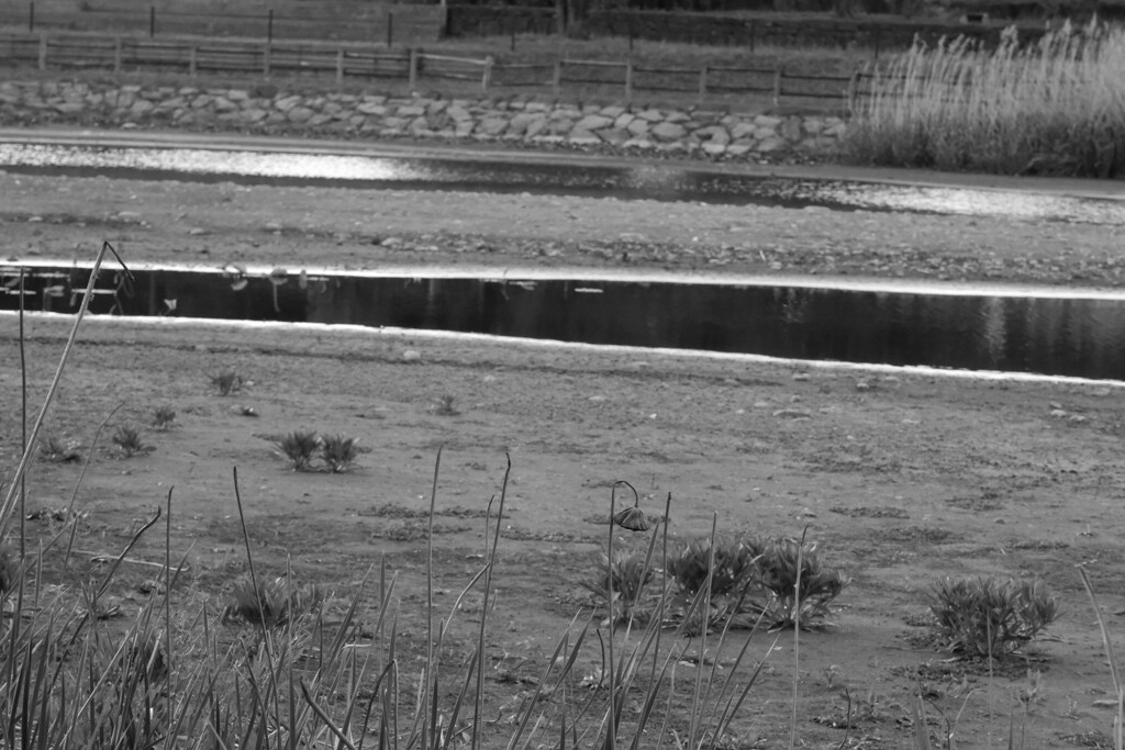 日曜の朝（蓮池）