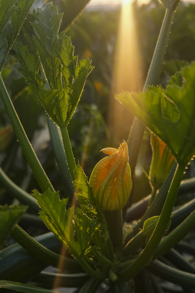 夜明けのお野菜、