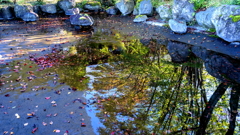 枯れ池の秋