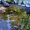枯れ池の秋