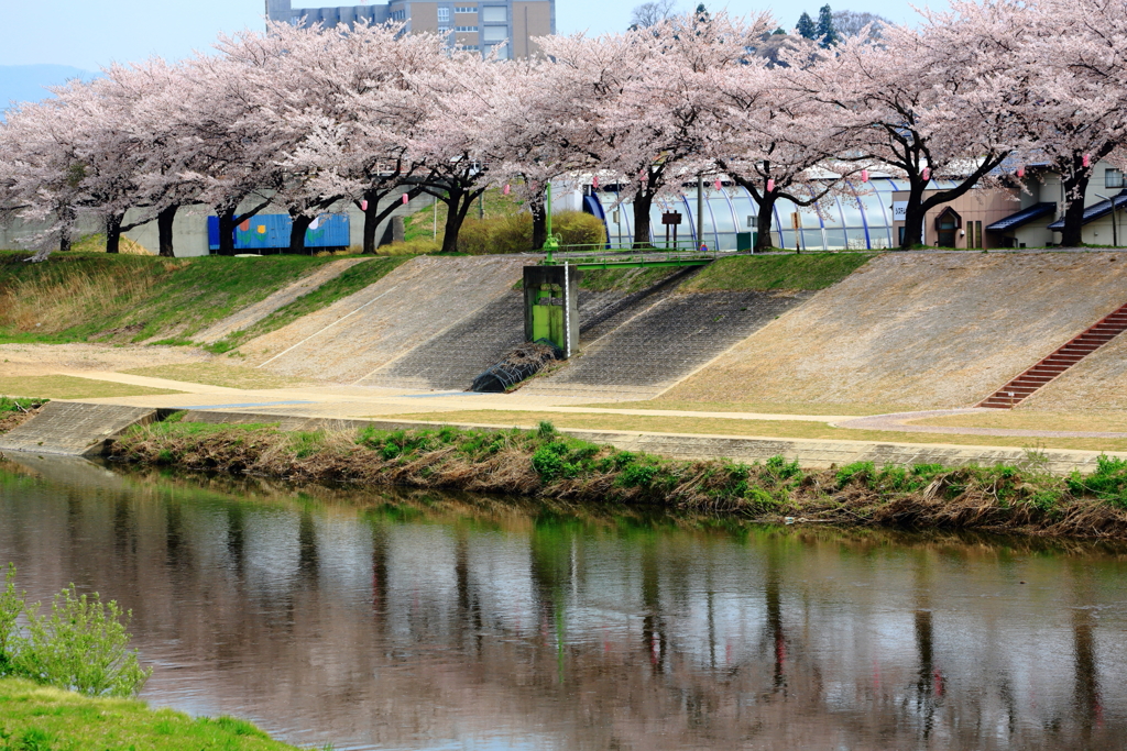 足 跡(開花宣言の須賀川市）