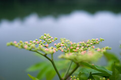 夜明けの湖畔