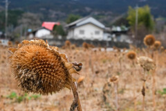 冬のひまわり畑