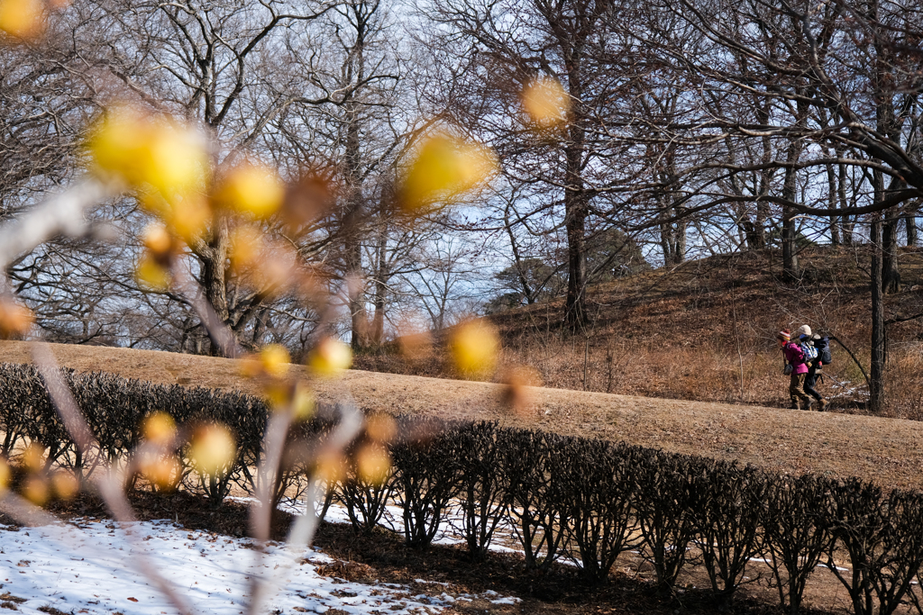 早春の古墳公園