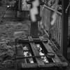 四本龍寺