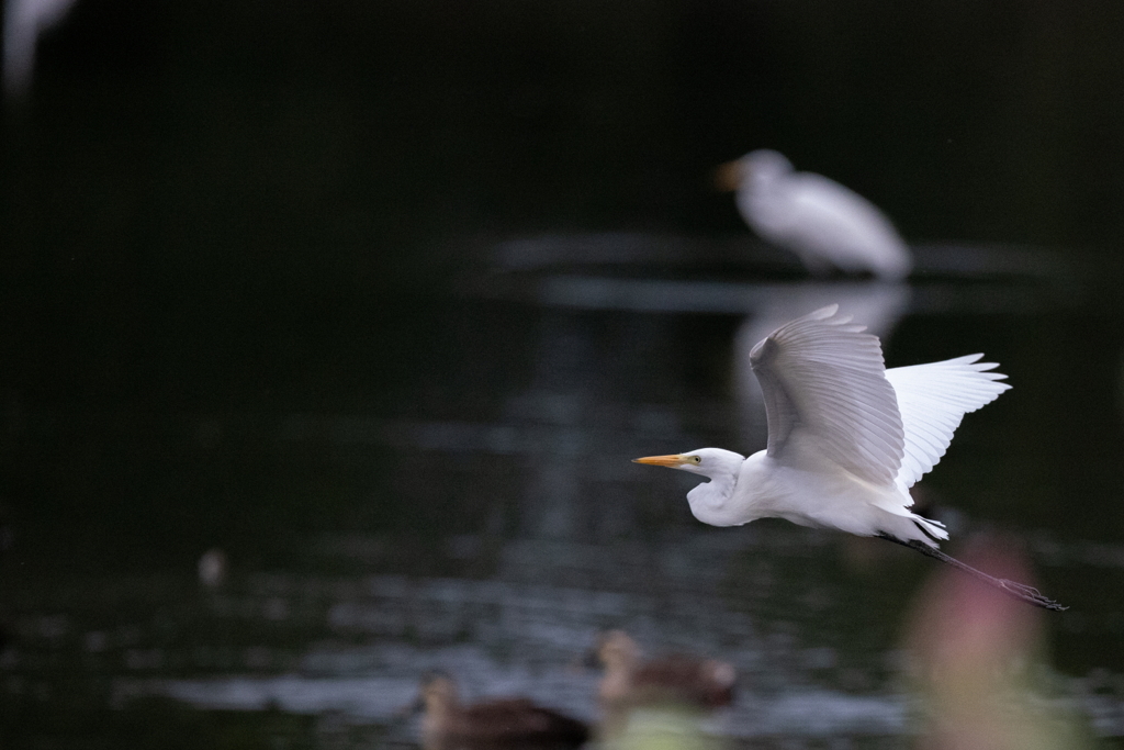 野鳥の楽園-2