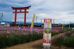 コスモス祭り（小泉稲荷）
