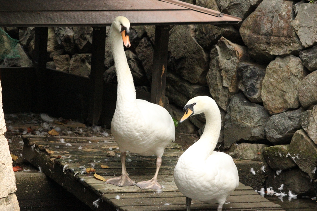なかよしこよし