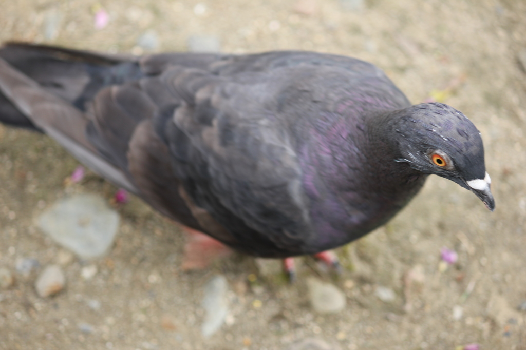 うえから・・・