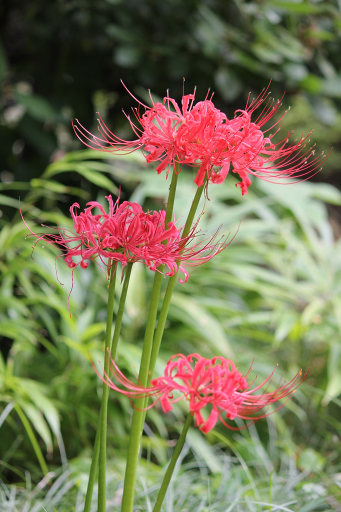 私のラッキーフラワー・・・