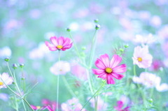 cosmos