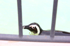 ペンギン