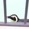 ペンギン