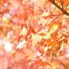 kyoto koyo