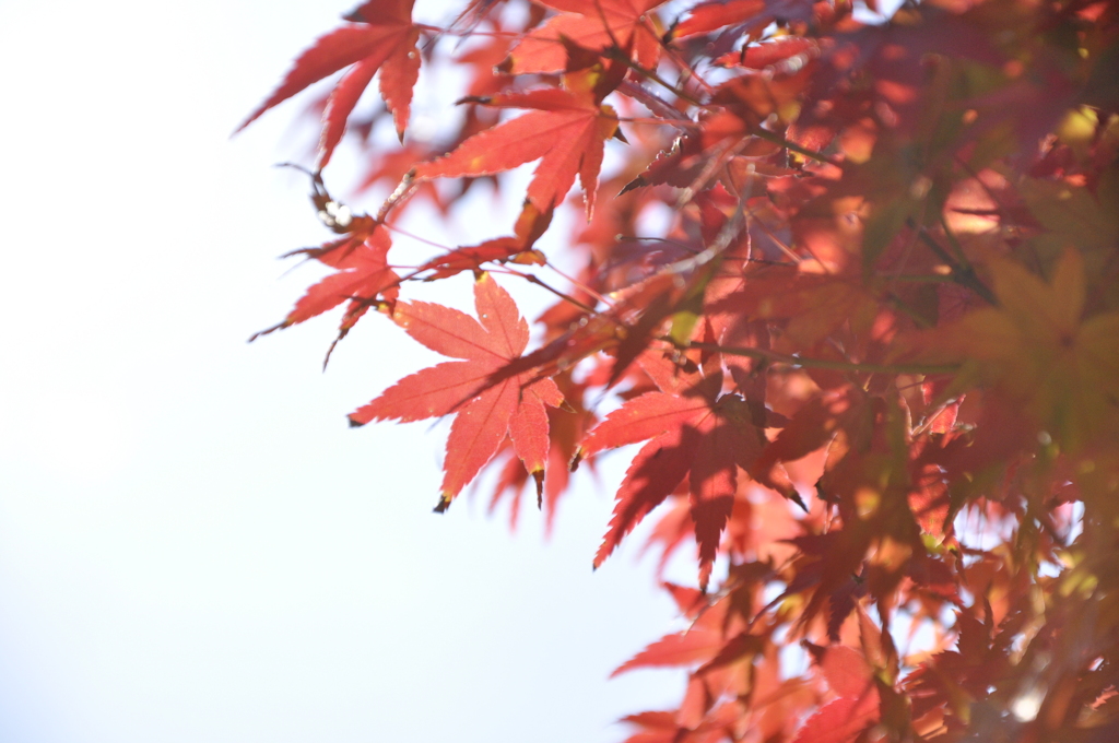 kyoto koyo