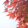 kyoto koyo