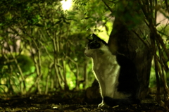 月夜の猫
