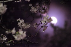 月と桜