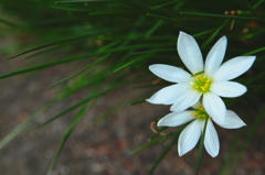 雪の花