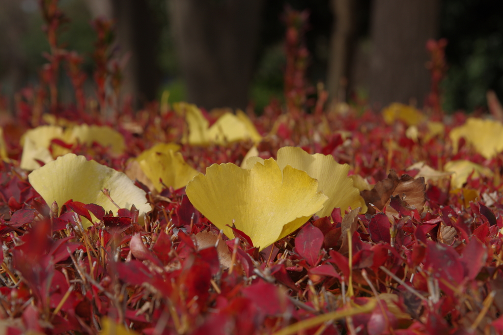 紅に生える