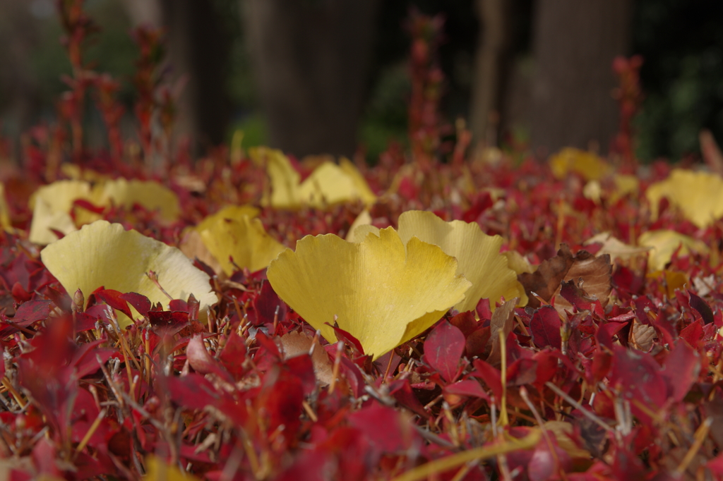 紅に生える