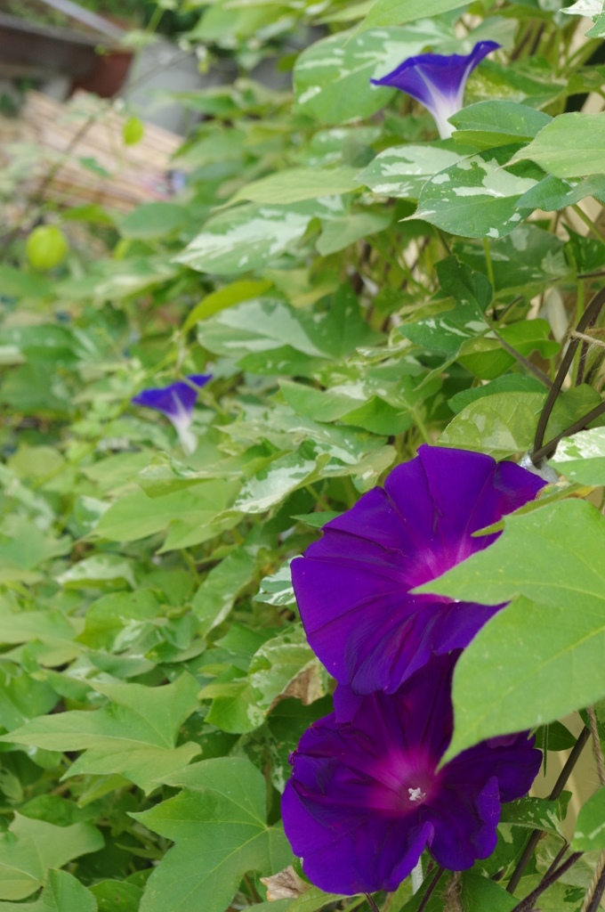 庭の花・朝顔