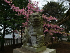 桜獅子