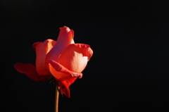 赤薔薇の光