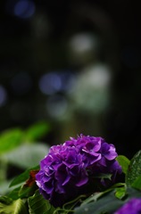 遅い紫陽花