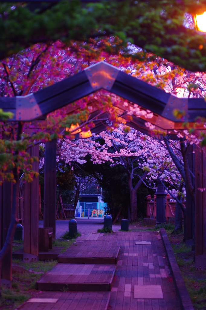 海老川の夜桜