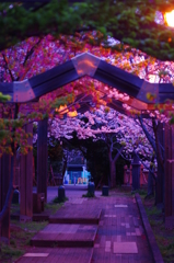 海老川の夜桜