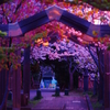 海老川の夜桜