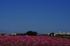 コスモス畑