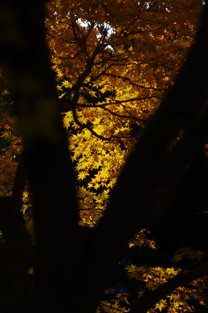 紅の前は