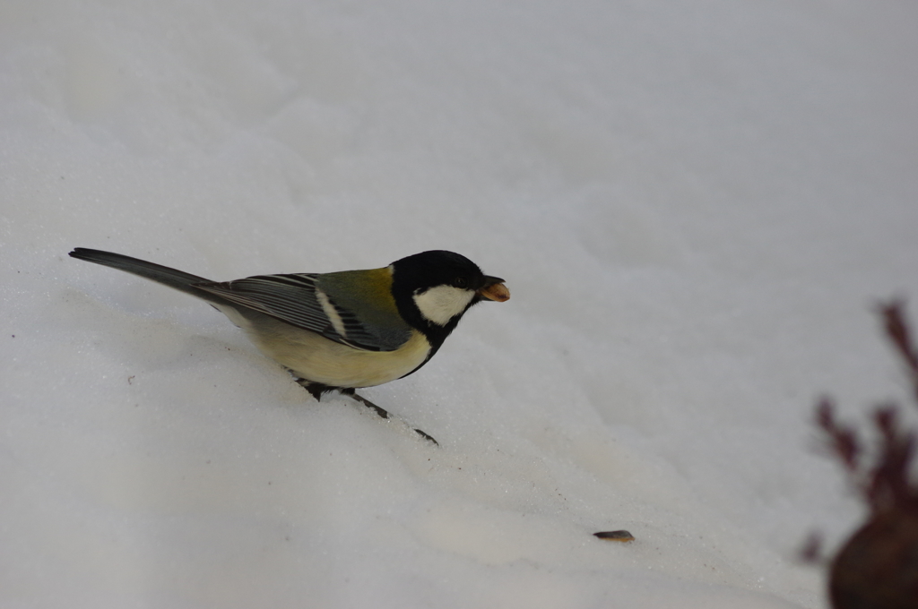 庭の鳥・雪シジュウカラ