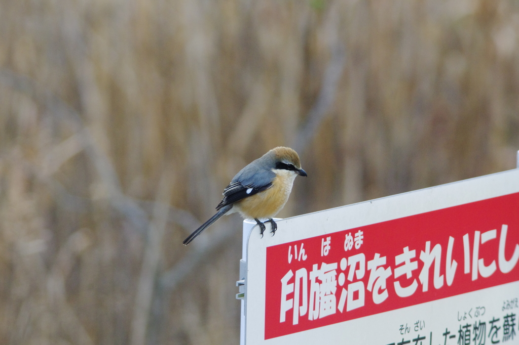 印旛沼をきれいにしてね