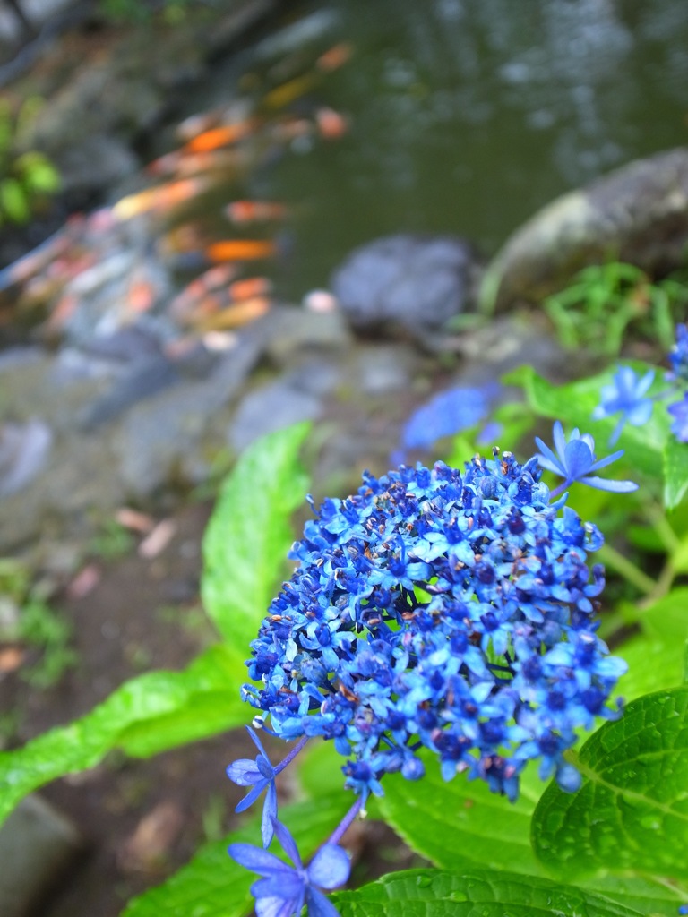 梅雨空の雨に花も鯉も生き生き