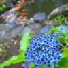 梅雨空の雨に花も鯉も生き生き