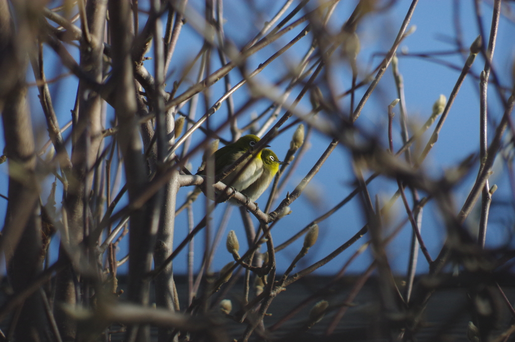 庭の鳥・兄弟メジロ