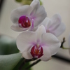 出窓の花・蘭