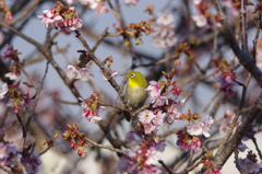 桜メジロ