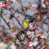 桜メジロ