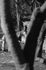 お馬の親子愛