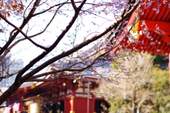 桜咲く十月桜